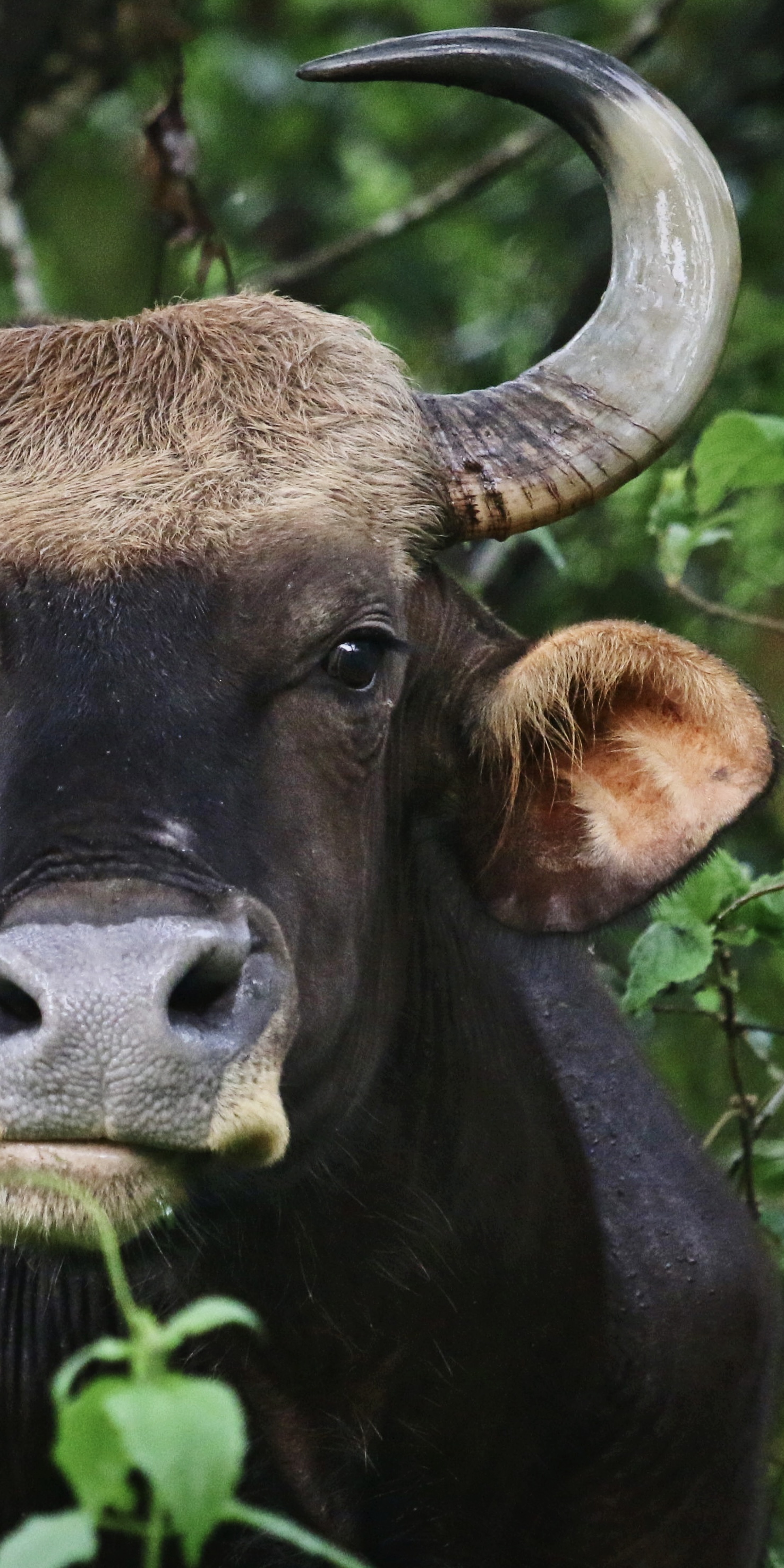 Indian Gaur close-up portrait