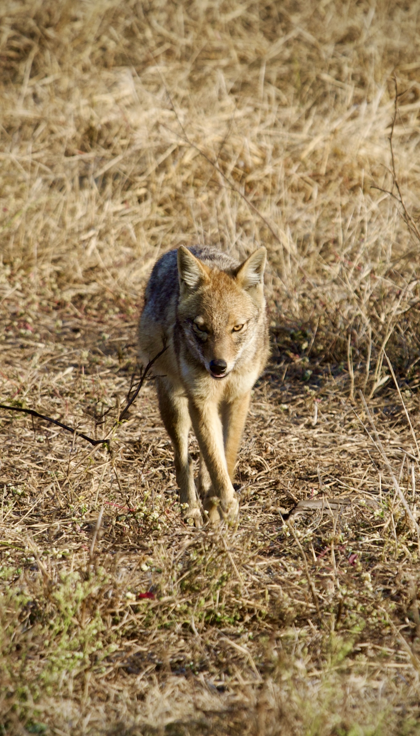 Indian jackal in dry grass