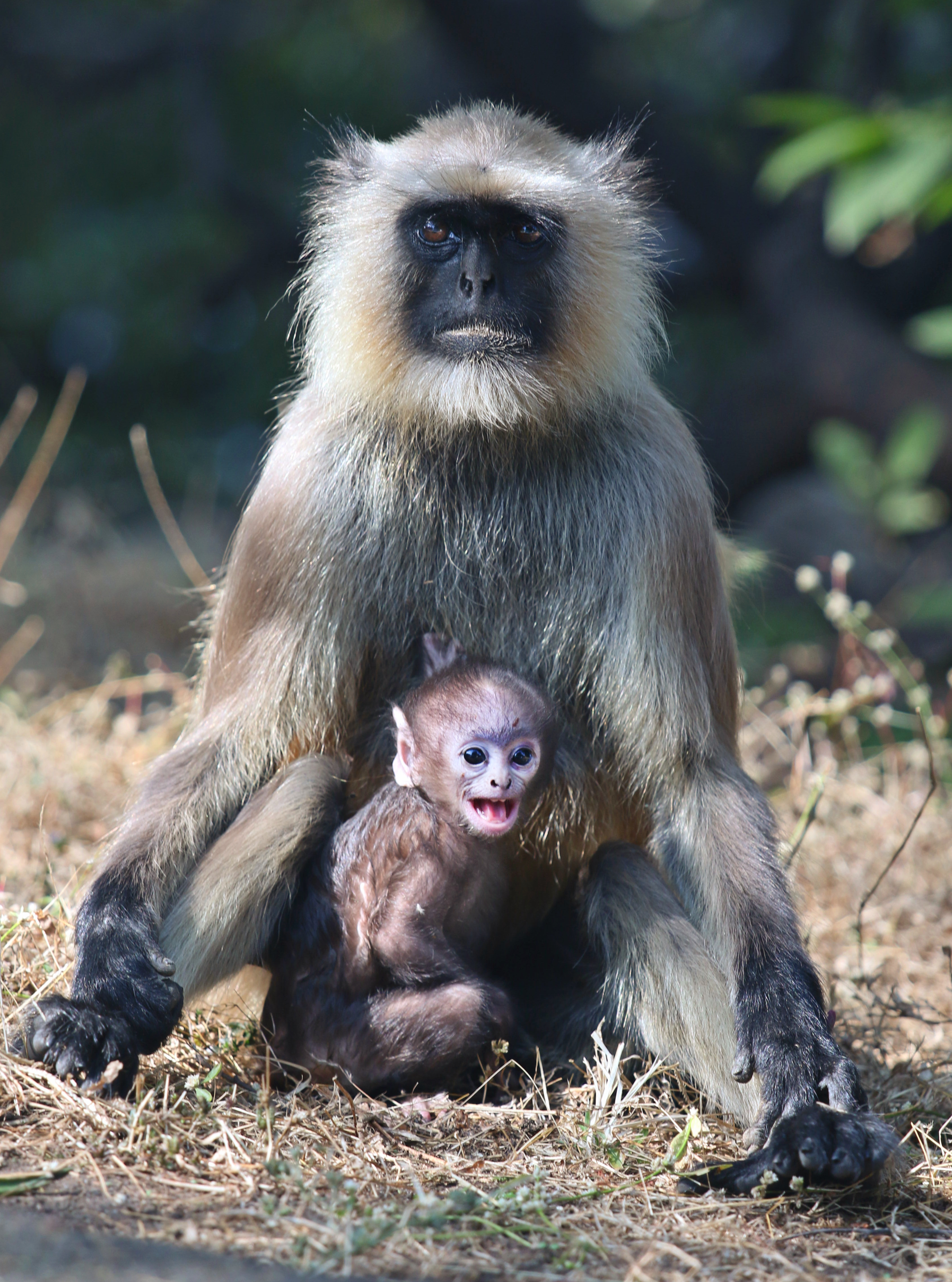 Grey Langur mother with newborn baby — national park, India