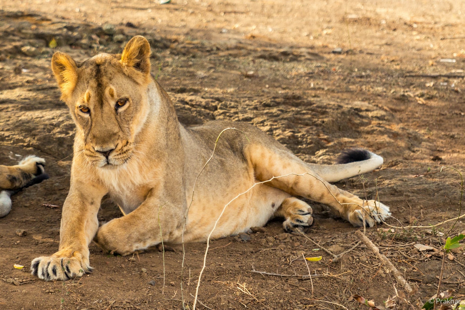 Asiatic lioness resting
