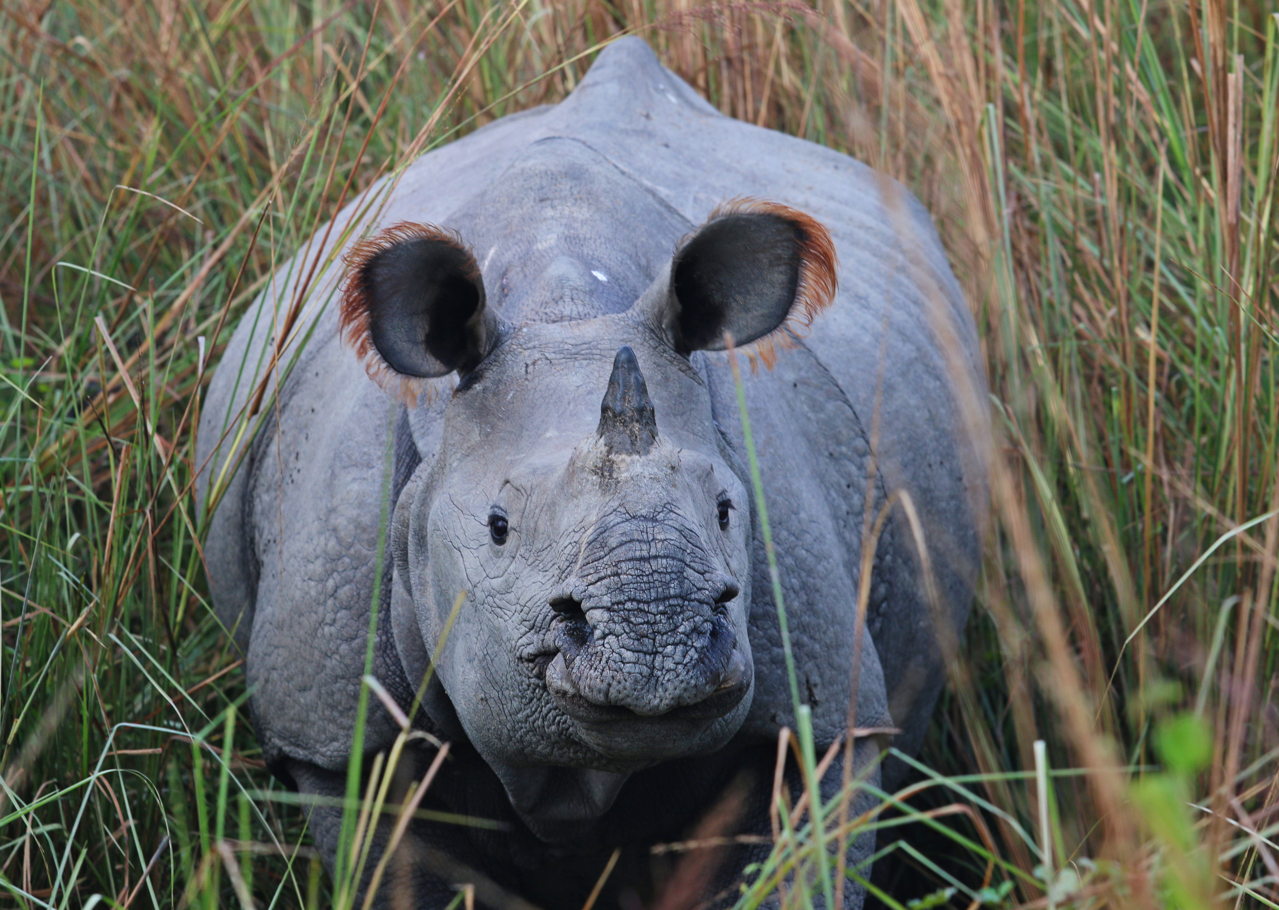 One-horned rhinoceros in tall grassland