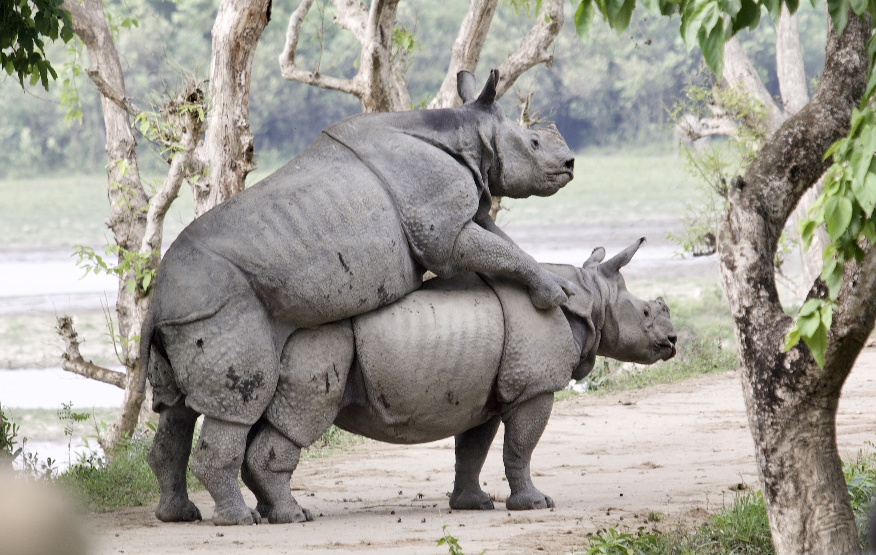 One-horned rhinoceros pair — breeding behaviour, Kaziranga