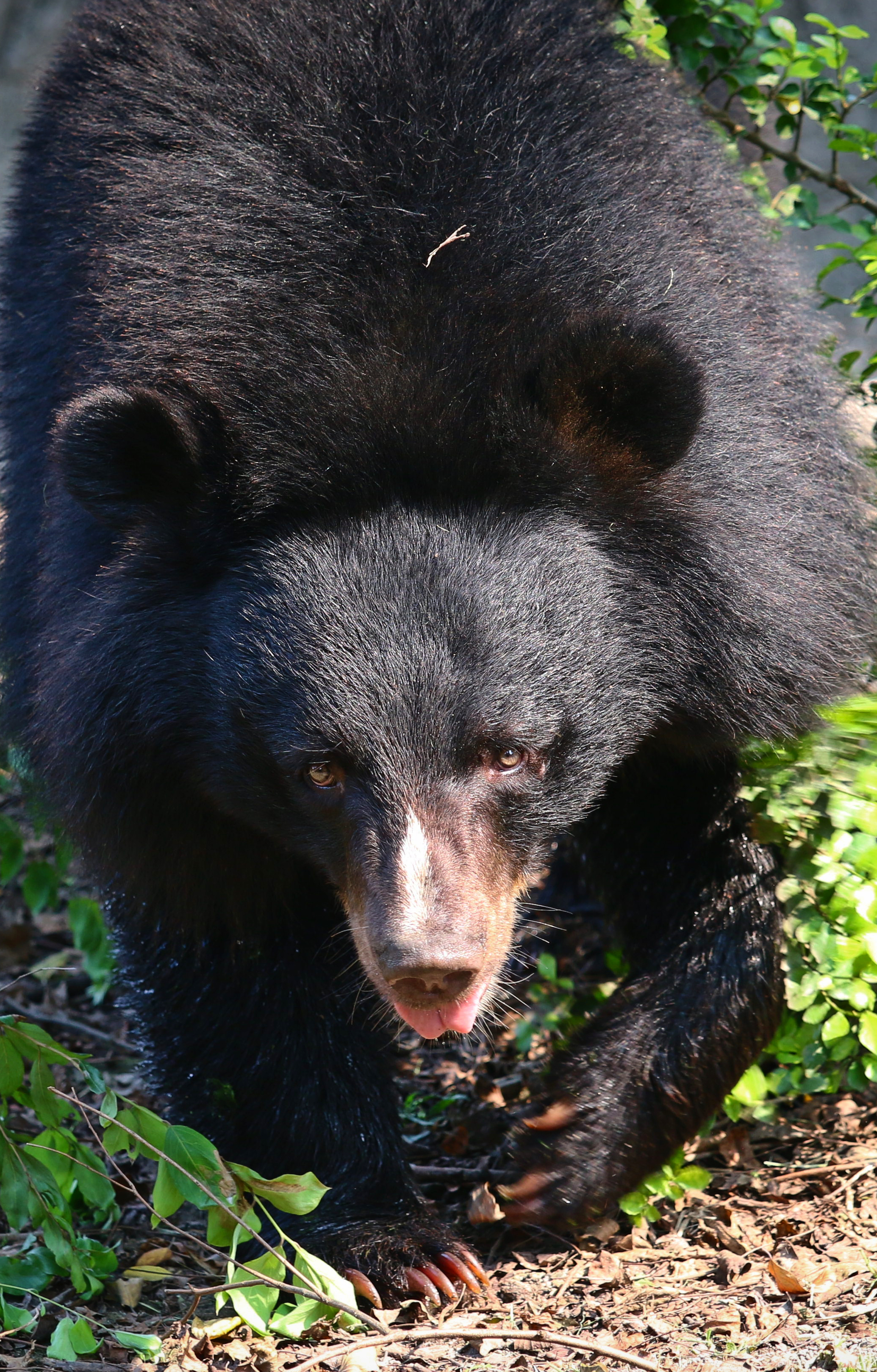 Sloth bear walking through forest