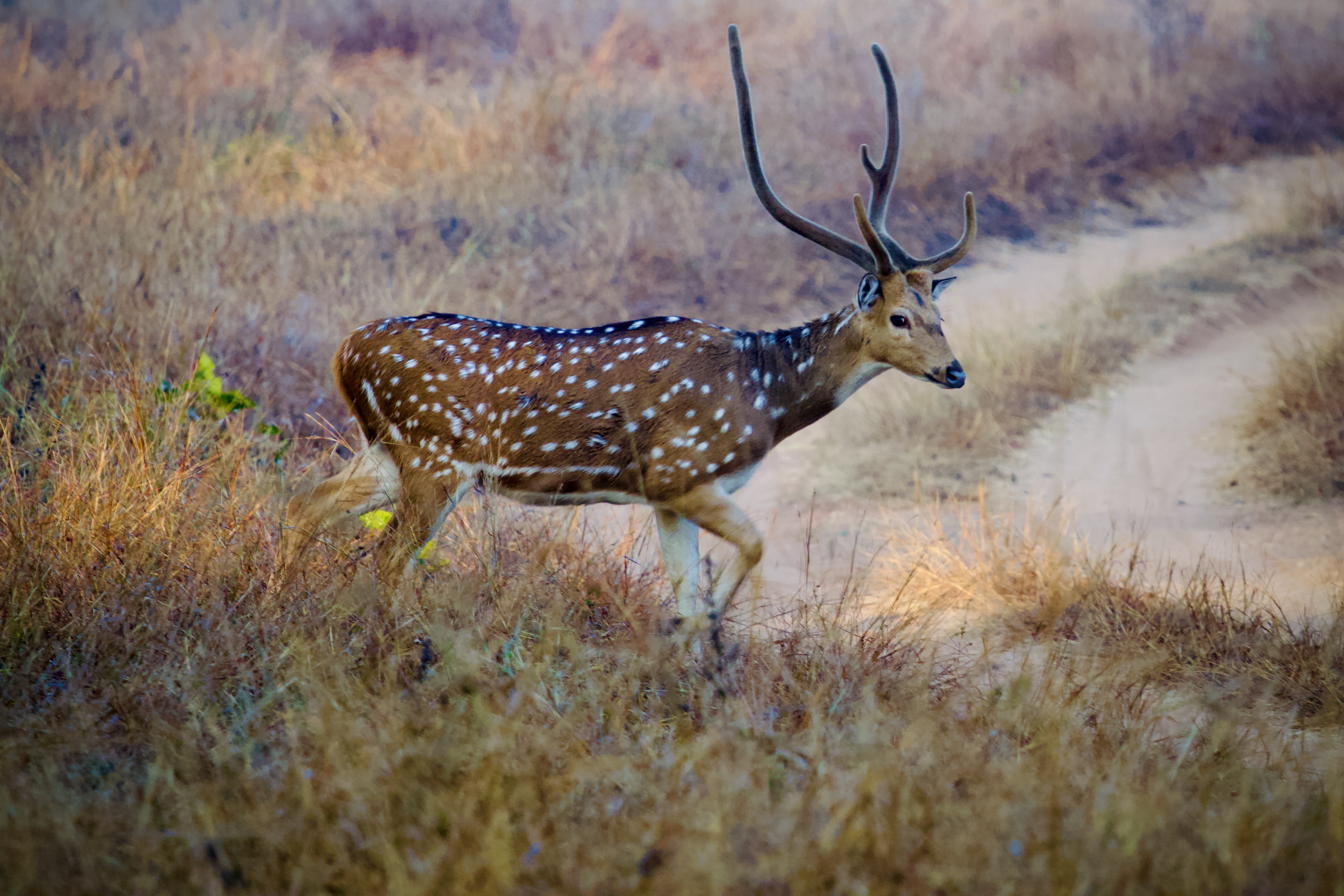 Spotted deer in grassland