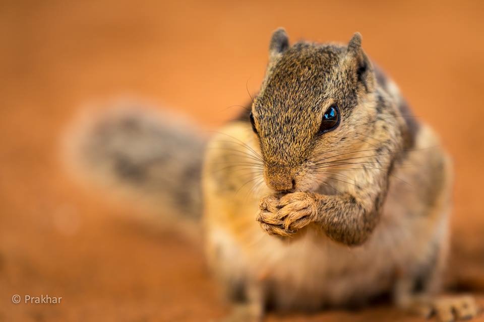 Indian palm squirrel macro shot