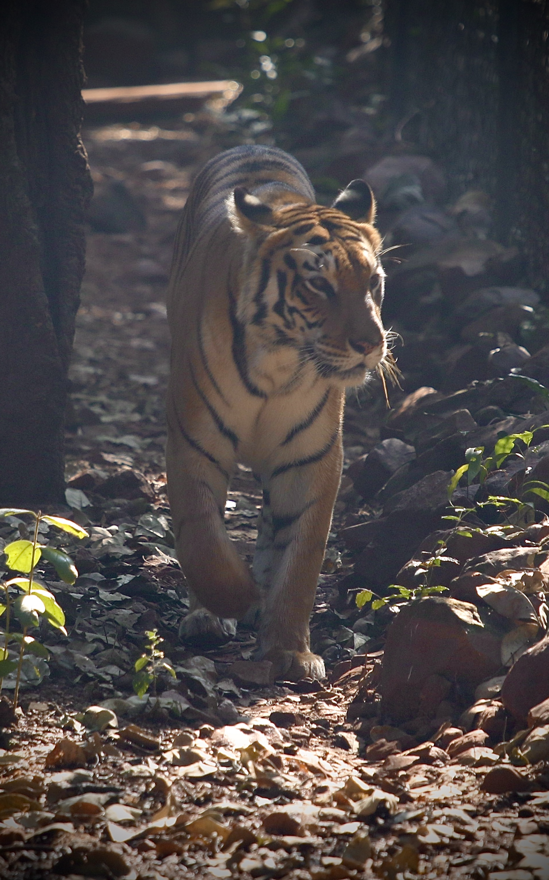 Bengal tiger walking through forest in dappled light