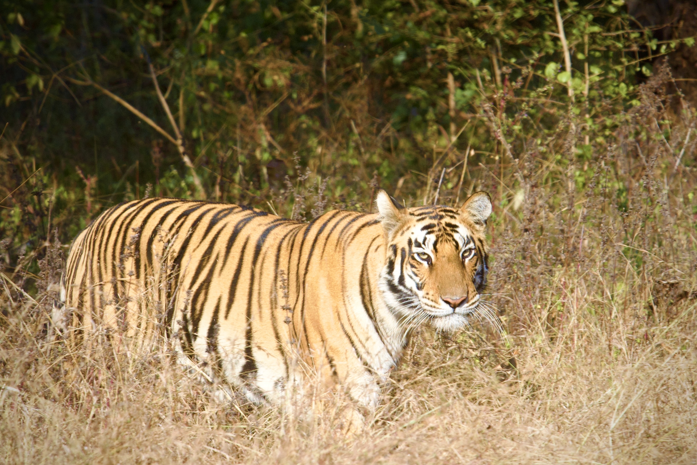 Bengal tiger in dry grass looking directly at camera
