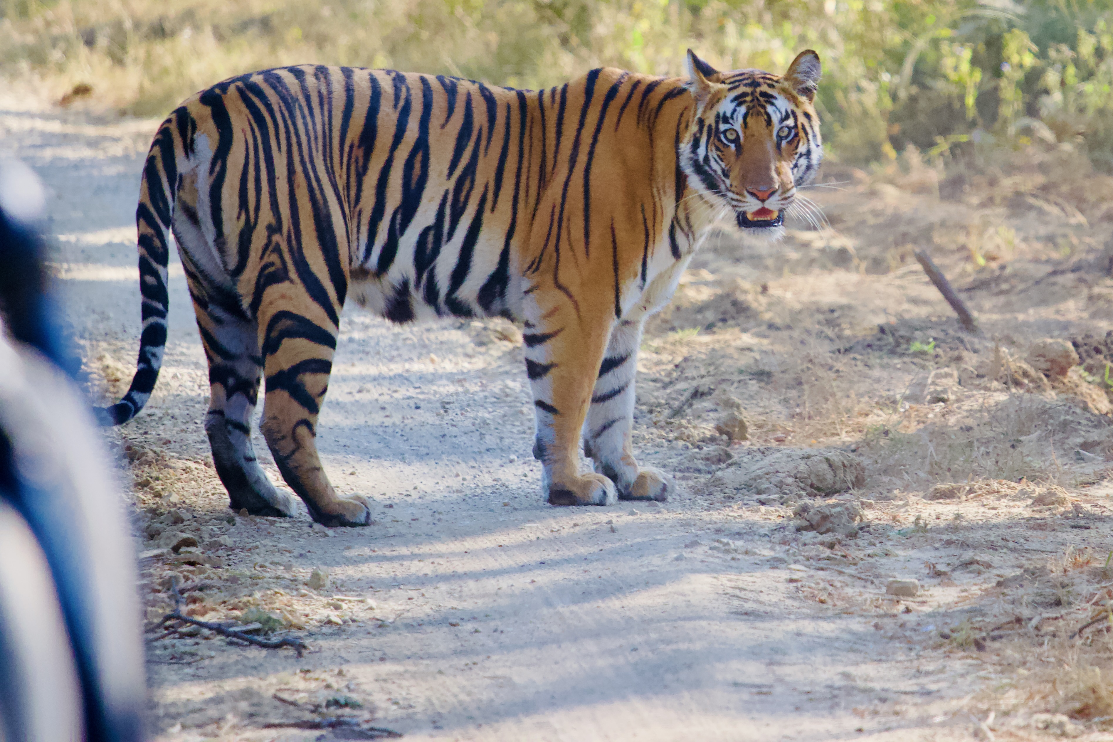 Bengal tiger standing full body on jungle road