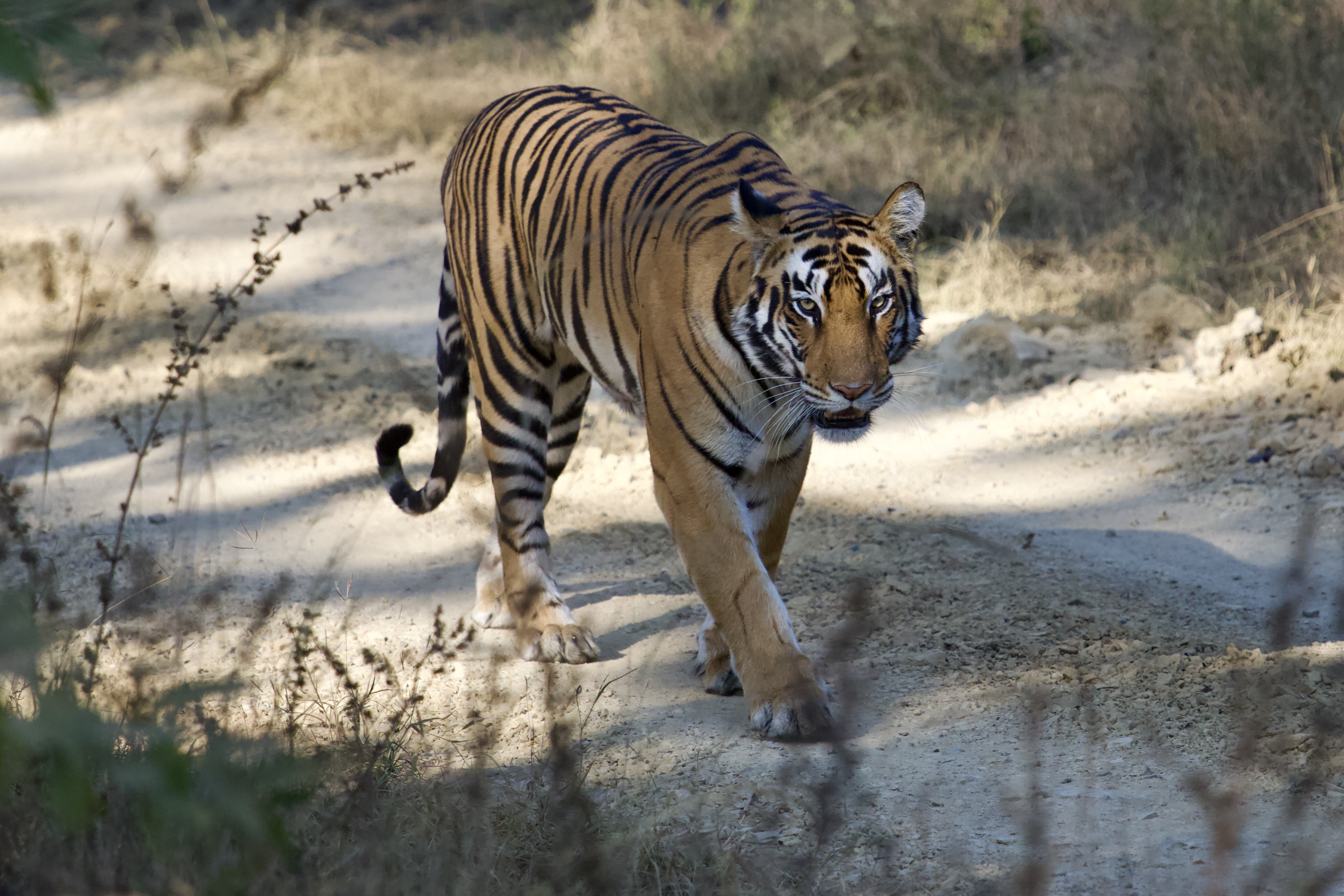Bengal tiger walking toward camera on dirt road