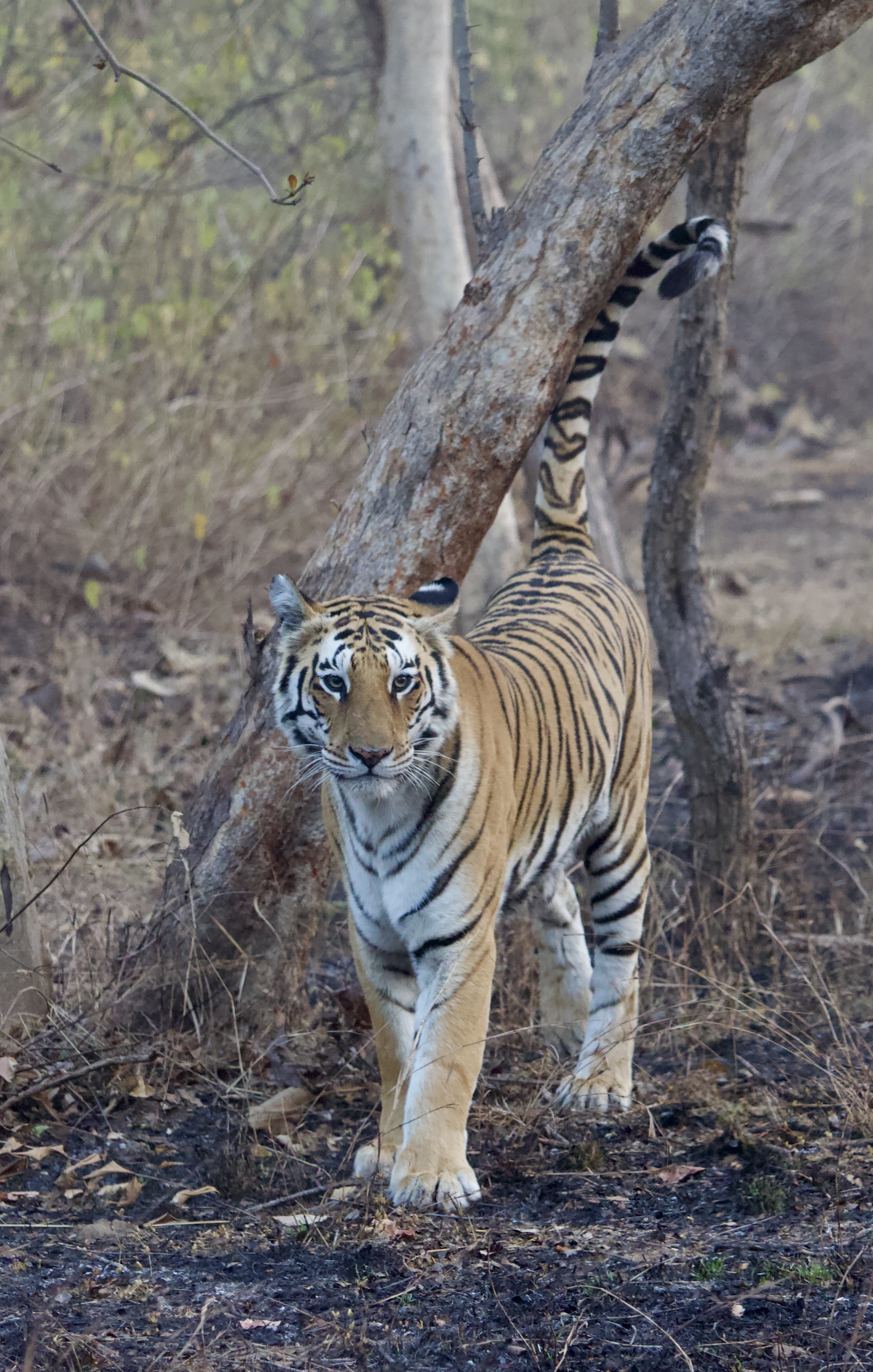 Bengal tiger by a tree, tail raised, direct gaze